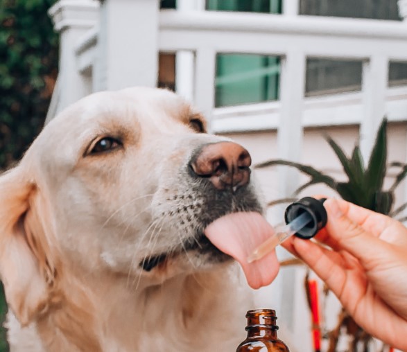 Is CBD Safe for Cats And Dogs