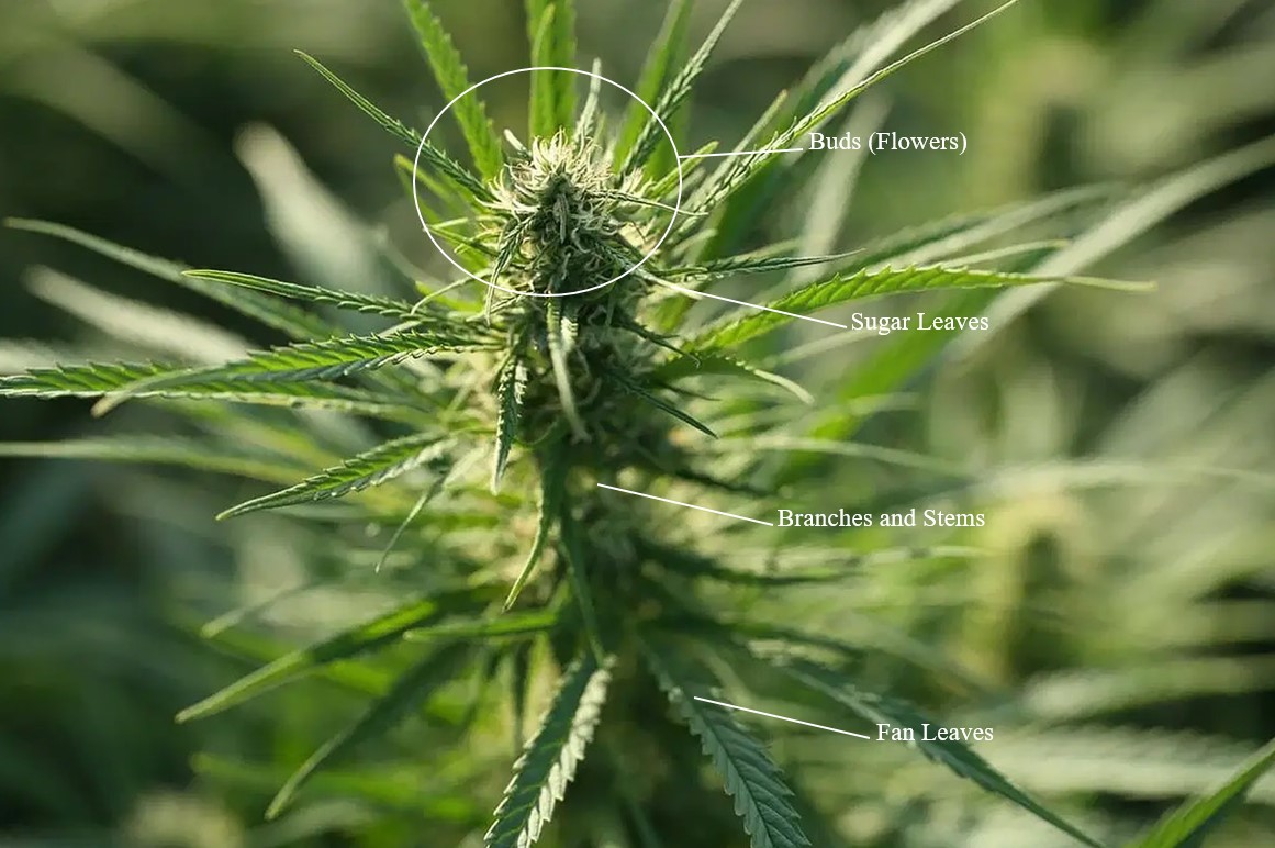 structure of the hemp plant