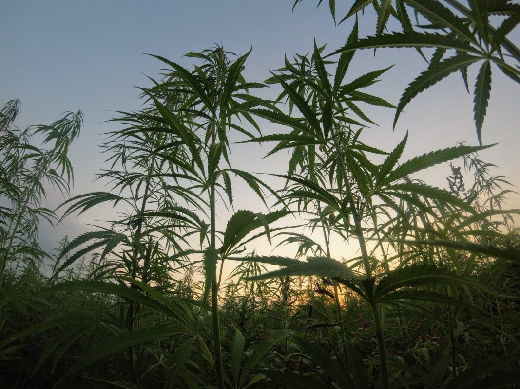 What is Hemp Delta-9 THC and Is It Legal in North Carolina